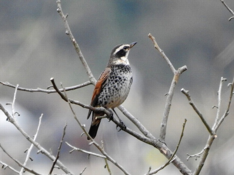 真冬の寒さの弘法山公園の鳥たち 秦野の野鳥情報86 はだの旬だより 秦野市観光協会