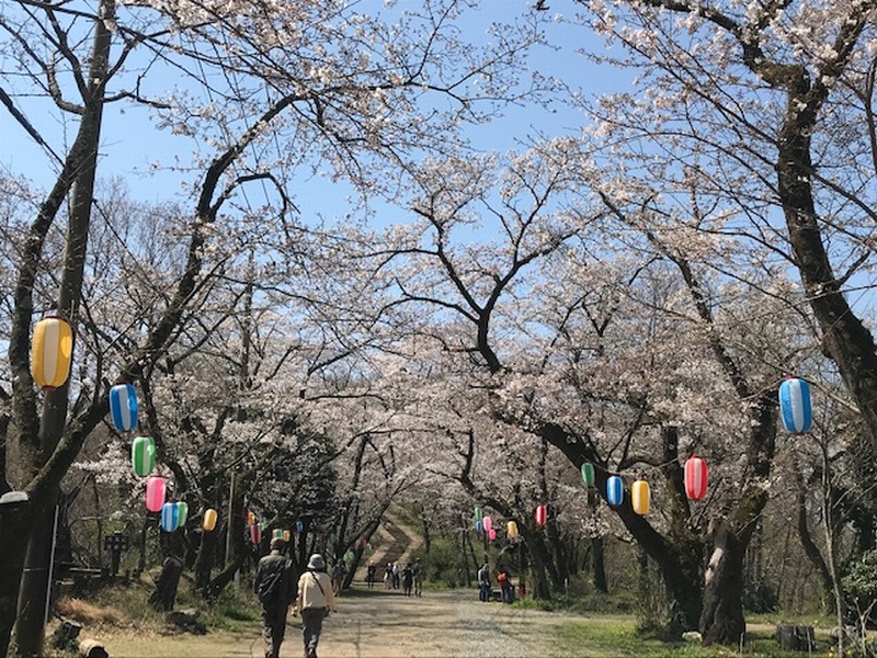 弘法山公園の桜は五分咲きです はだの旬だより 秦野市観光協会