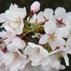 桜ノート