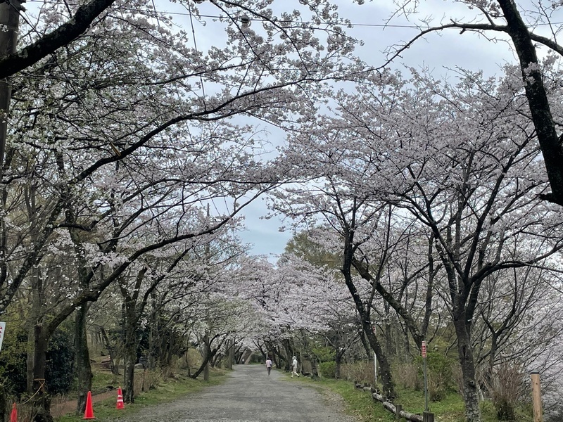 令和5年（2023）3月24日（金）の弘法山公園の桜