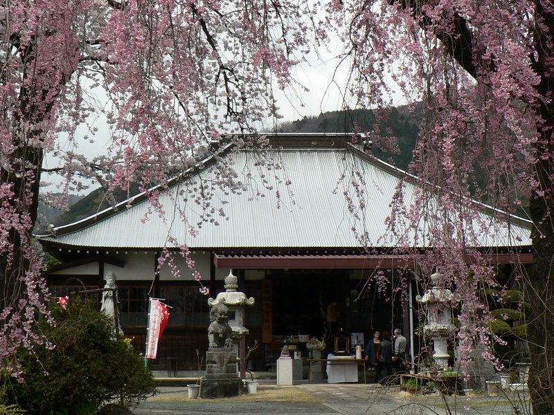 本堂と桜