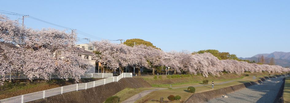 富士見大橋から見た桜01-2025.04.09